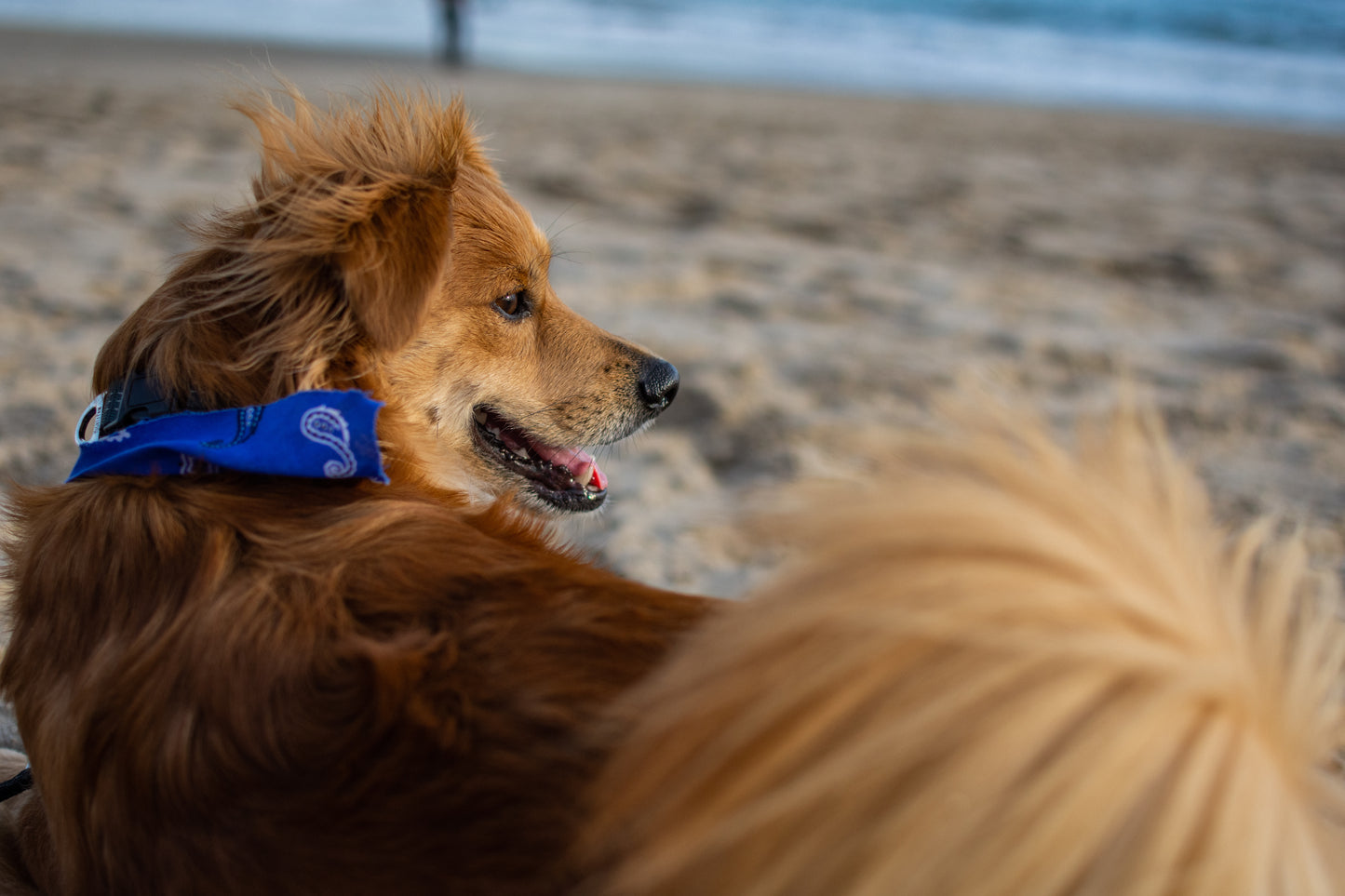 PAULIE FOREVER (CHROMATIC BRIDGE)